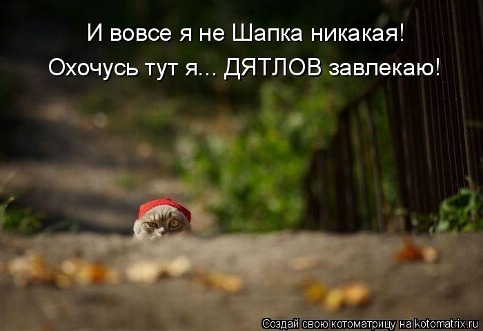 Котоматрица: И вовсе я не Шапка никакая! Охочусь тут я... ДЯТЛОВ завлекаю!