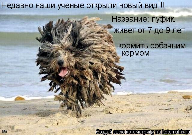 Недавно наши ученые открыли новый вид!!! Название: пуфик. живет от 7 до 9 лет кормить собачьим кормо... Котоматрица: Недавно наши ученые открыли новый вид!!! Название: пуфик. живет от 7 до 9 лет кормить собачьим кормом
