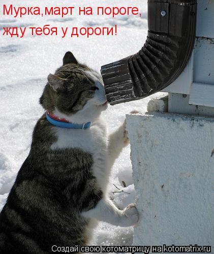 Мурка,март на пороге, жду тебя у дороги!... Котоматрица: Мурка,март на пороге, жду тебя у дороги!