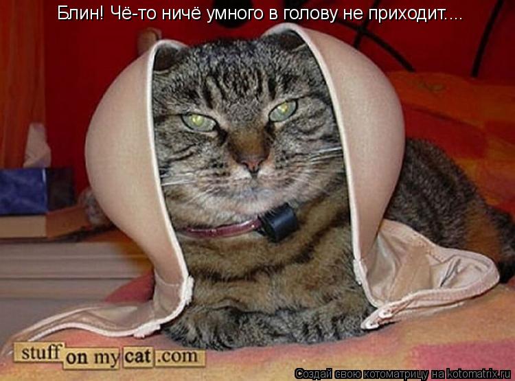 Блин! Чё-то ничё умного в голову не приходит....... Котоматрица: Блин! Чё-то ничё умного в голову не приходит....