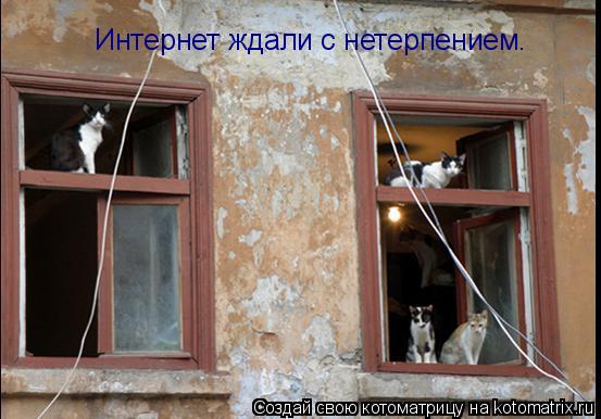 Интернет ждали с нетерпением.... Котоматрица: Интернет ждали с нетерпением.