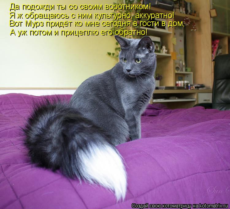Да подожди ты со своим воротником! Я ж обращаюсь с ним культурно, аккуратно! А уж потом и прицеплю ег... Котоматрица: Да подожди ты со своим воротником! Я ж обращаюсь с ним культурно, аккуратно! А уж потом и прицеплю его обратно! Вот Мурз придёт ко мне сегодня