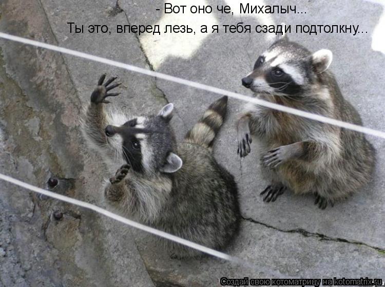 Котоматрица: - Вот оно че, Михалыч... Ты это, вперед лезь, а я тебя сзади подтолкну...