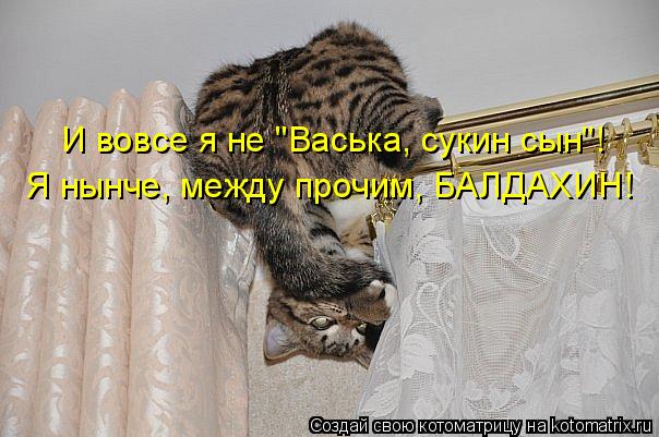 Котоматрица: И вовсе я не "Васька, сукин сын"! Я нынче, между прочим, БАЛДАХИН!