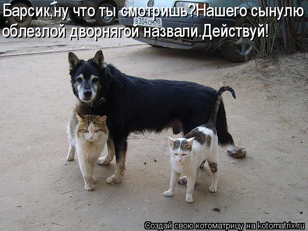 Барсик,ну что ты смотришь?Нашего сынулю облезлой дворнягой назвали.Действуй!... Котоматрица: Барсик,ну что ты смотришь?Нашего сынулю облезлой дворнягой назвали.Действуй!