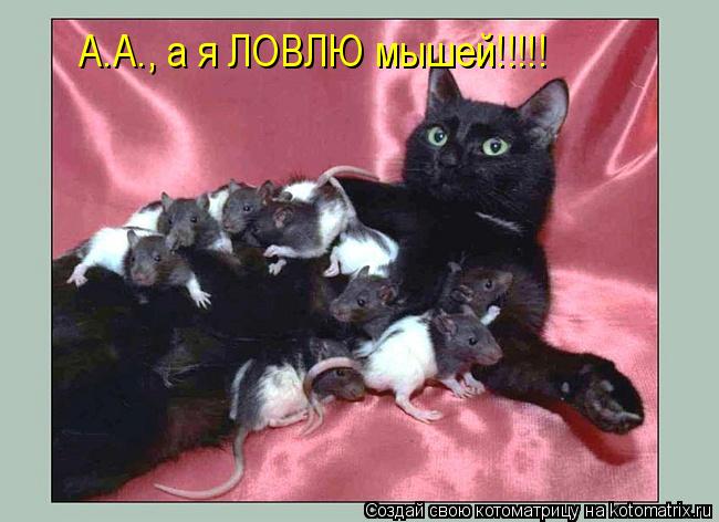 А.А., а я ЛОВЛЮ мышей!!!!!... Котоматрица: А.А., а я ЛОВЛЮ мышей!!!!!
