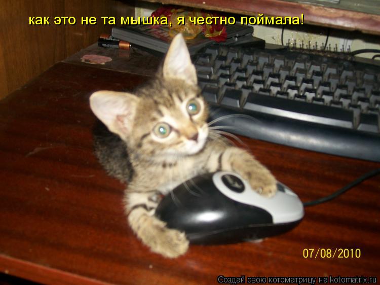 как это не та мышка, я честно поймала!... Котоматрица: как это не та мышка, я честно поймала!