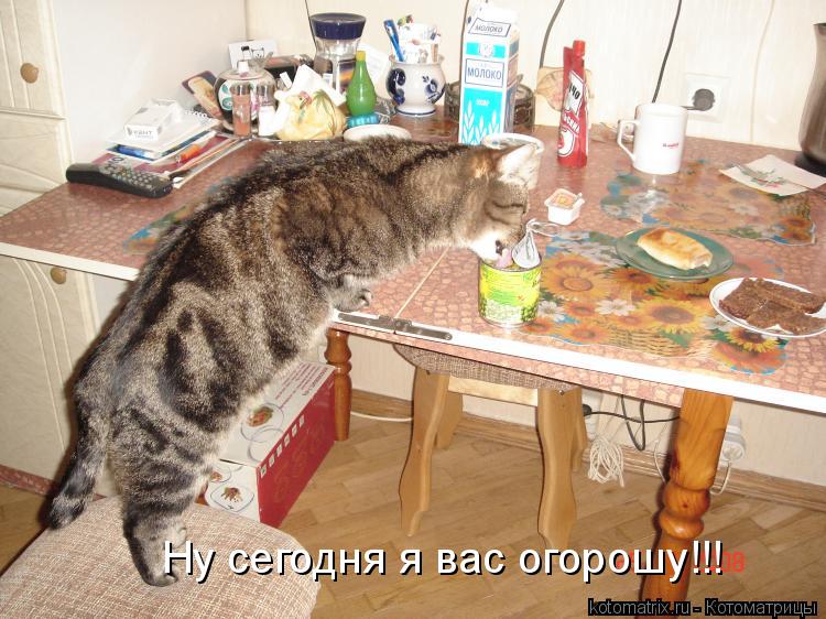 Котоматрица: Ну сегодня я вас огорошу!!!