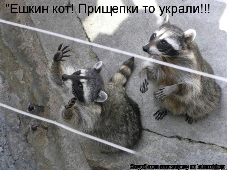 Котоматрица: "Ешкин кот! Прищепки то украли!!!