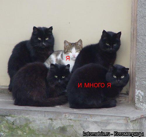 я и много я... Котоматрица: я и много я