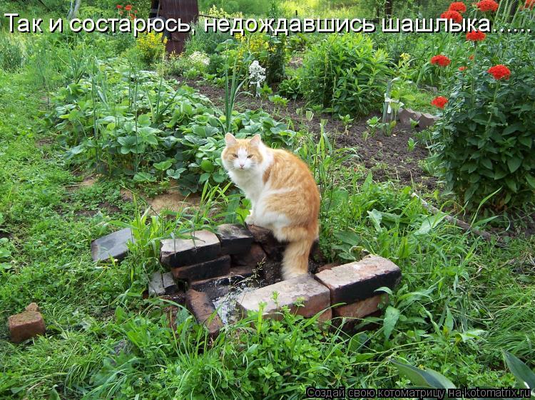 Котоматрица: Так и состарюсь, недождавшись шашлыка......