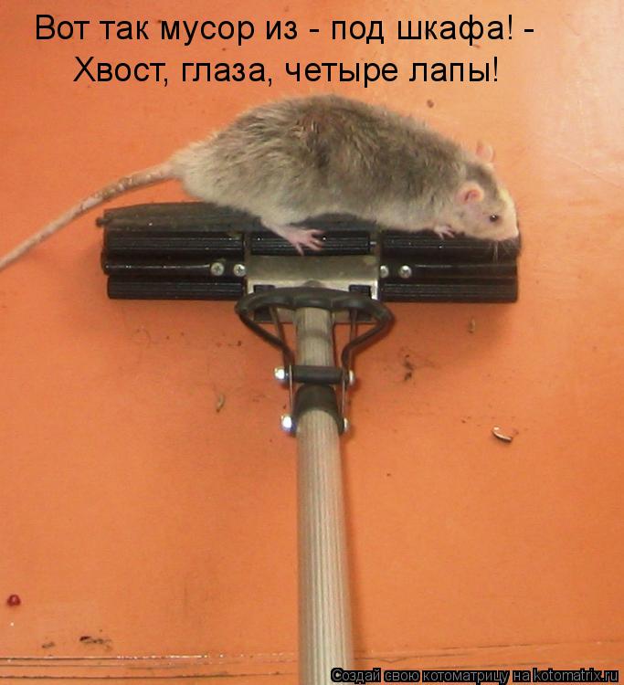 Котоматрица: Вот так мусор из - под шкафа! - Хвост, глаза, четыре лапы!