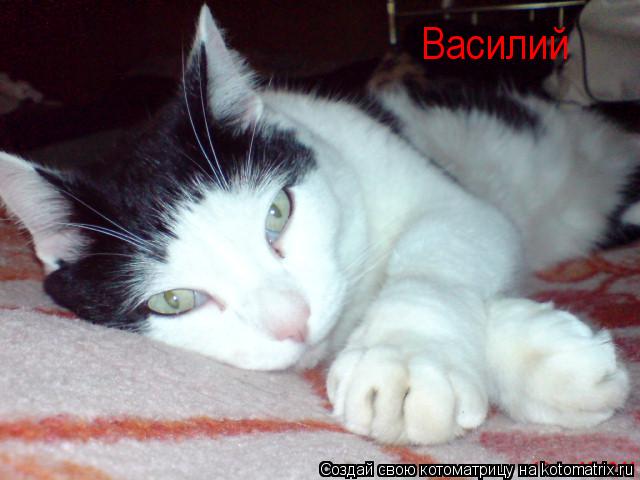 Котоматрица: Василий