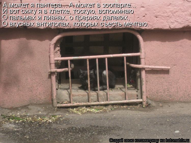 Котоматрица: А может я пантера... А может в зоопарке... И вот сижу я в клетке, тоскую, вспоминаю О пальмах и лианах, о прериях далеких, О вкусных антилопах, ко