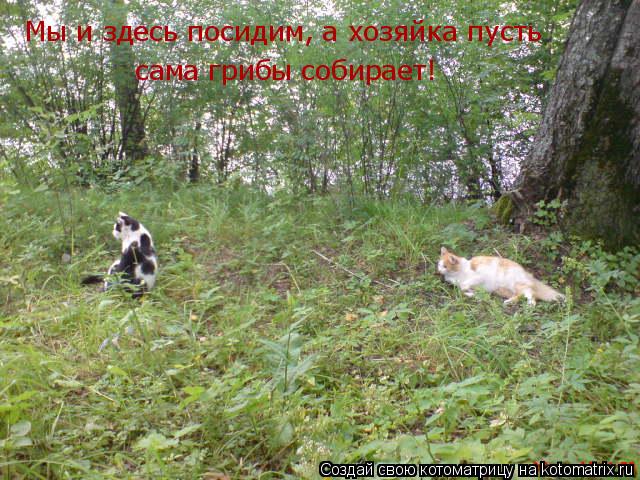 Котоматрица: Мы и здесь посидим, а хозяйка пусть  сама грибы собирает!