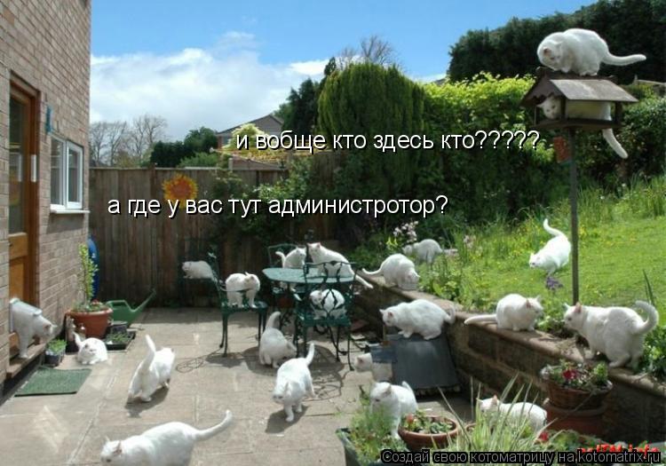 Котоматрица: а где у вас тут администротор? и вобще кто здесь кто?????
