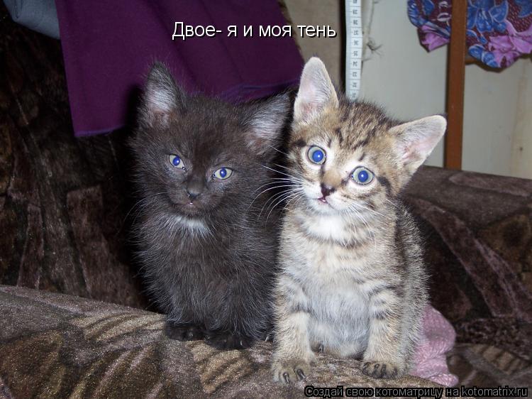Котоматрица: Двое- я и моя тень