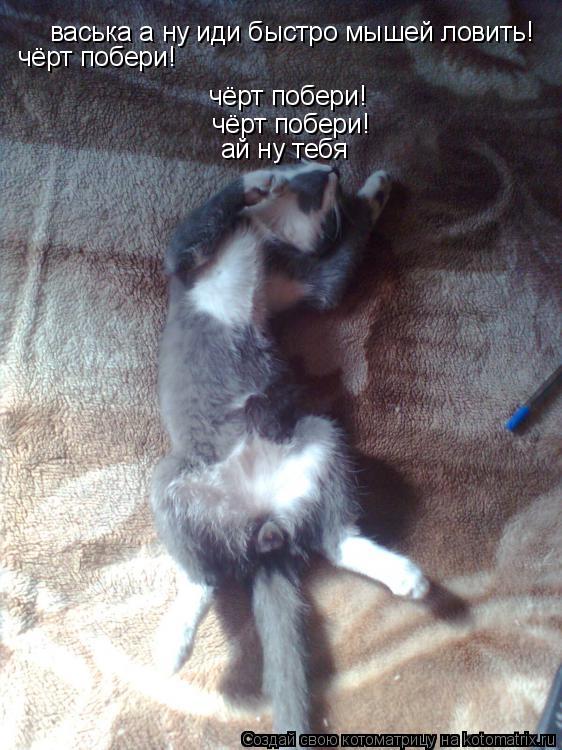 васька а ну иди быстро мышей ловить! чёрт побери! чёрт побери! чёрт побери! ай ну тебя... Котоматрица: васька а ну иди быстро мышей ловить! чёрт побери! чёрт побери! чёрт побери! ай ну тебя