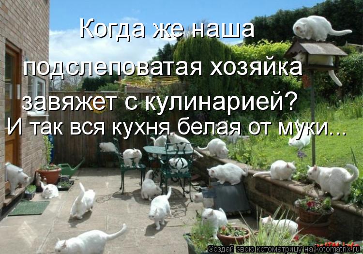 Когда же наша подслеповатая хозяйка завяжет с кулинарией? И так вся кухня белая от муки...... Котоматрица: Когда же наша подслеповатая хозяйка завяжет с кулинарией? И так вся кухня белая от муки...