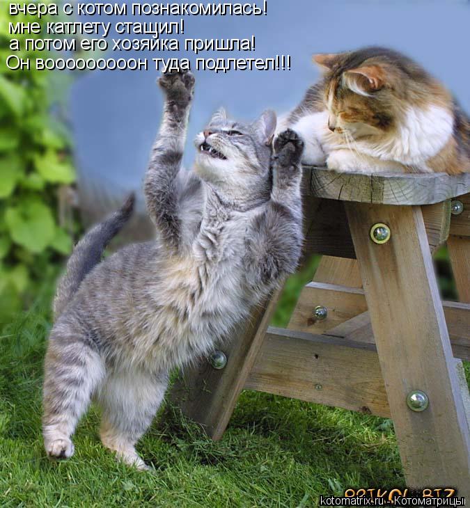 вчера с котом познакомилась! мне катлету стащил! а потом его хозяйка пришла! Он вооооооооон туда подл... Котоматрица: вчера с котом познакомилась! мне катлету стащил! а потом его хозяйка пришла! Он вооооооооон туда подлетел!!!