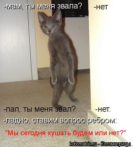 -нет -ладно, ставим вопрос ребром: -пап, ты меня звал? -нет. "Мы сегодня кушать будем или нет... Котоматрица: -нет -ладно, ставим вопрос ребром: -пап, ты меня звал? -нет. "Мы сегодня кушать будем или нет?" -мам, ты меня звала?