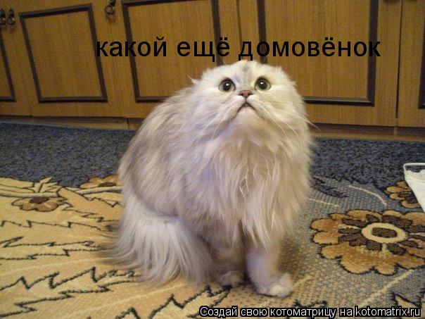 какой ещё домовёнок... Котоматрица: какой ещё домовёнок