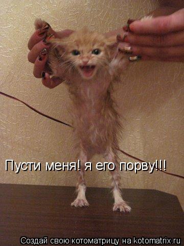 Пусти меня! я его порву!!!... Котоматрица: Пусти меня! я его порву!!!
