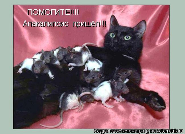 ПОМОГИТЕ!!!! Апакалипсис пришёл!!!... Котоматрица: ПОМОГИТЕ!!!! Апакалипсис пришёл!!!