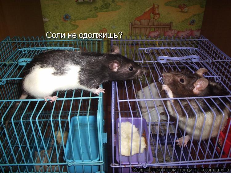 Соли не одолжишь?... Котоматрица: Соли не одолжишь?