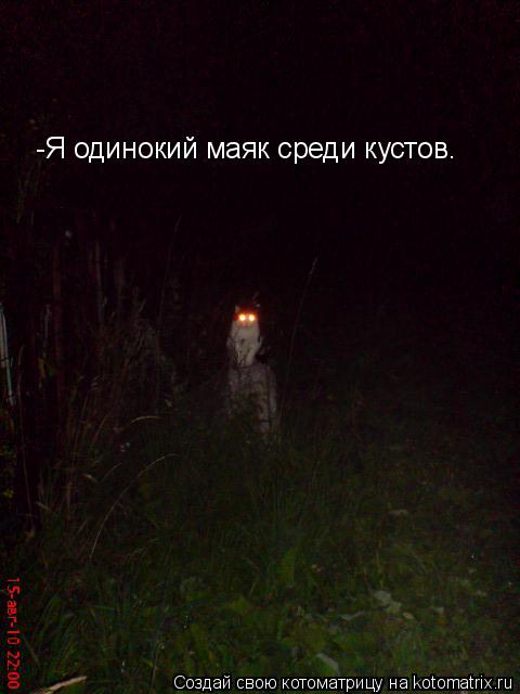 -Я одинокий маяк среди кустов.... Котоматрица: -Я одинокий маяк среди кустов.