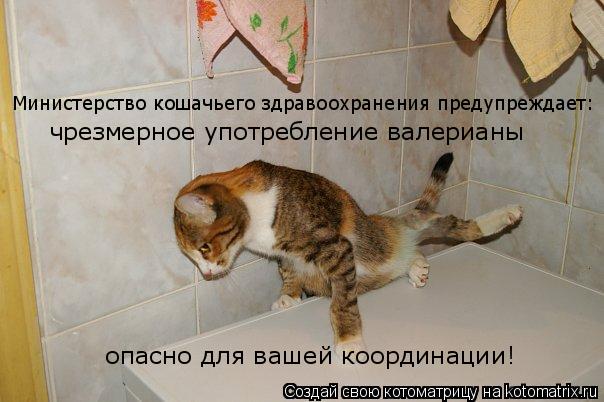 Котоматрица: Министерство кошачьего здравоохранения предупреждает: чрезмерное употребление валерианы  опасно для вашей координации!