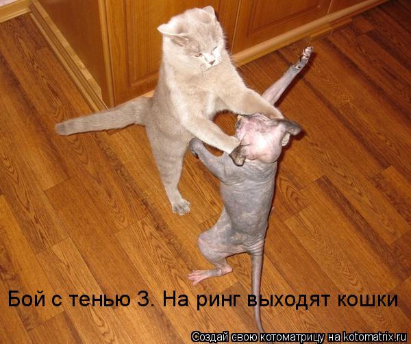 Бой с тенью 3. На ринг выходят кошки... Котоматрица: Бой с тенью 3. На ринг выходят кошки