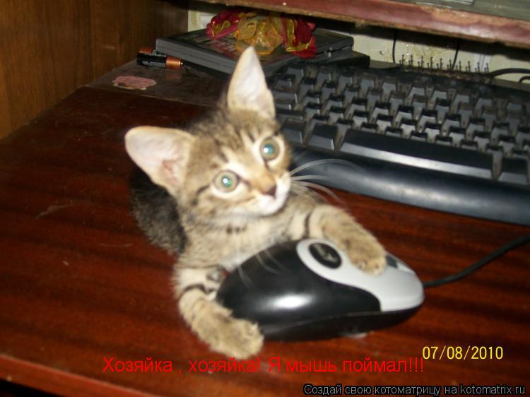 Хозяйка , хозяйка! Я мышь поймал!!!... Котоматрица: Хозяйка , хозяйка! Я мышь поймал!!!