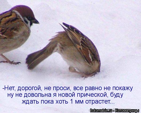 -Нет, дорогой, не проси, все равно не покажу ну не довольна я новой прической, буду ждать пока хоть 1... Котоматрица: -Нет, дорогой, не проси, все равно не покажу ну не довольна я новой прической, буду ждать пока хоть 1 мм отрастет...