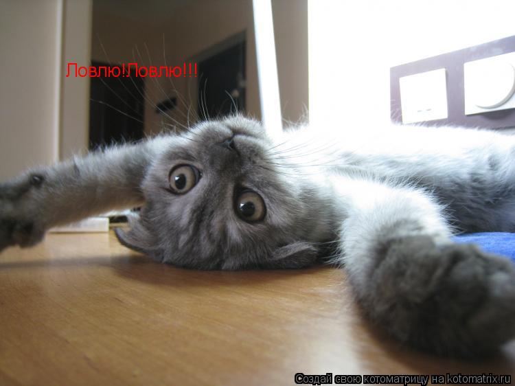 Ловлю!Ловлю!!!... Котоматрица: Ловлю!Ловлю!!!