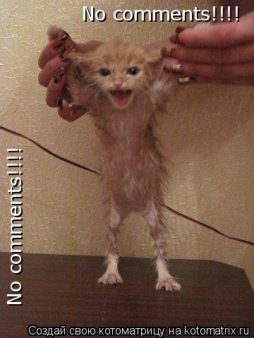 No comments!!!! No comments!!!!... Котоматрица: No comments!!!! No comments!!!!