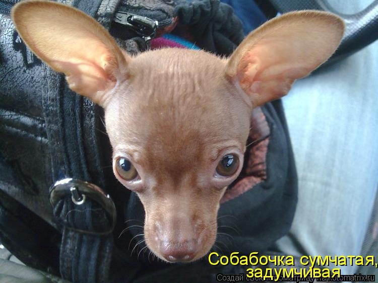 Собабочка сумчатая, задумчивая... Котоматрица: Собабочка сумчатая, задумчивая