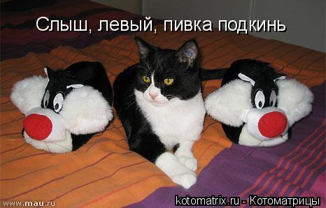 Слыш, левый, пивка подкинь... Котоматрица: Слыш, левый, пивка подкинь