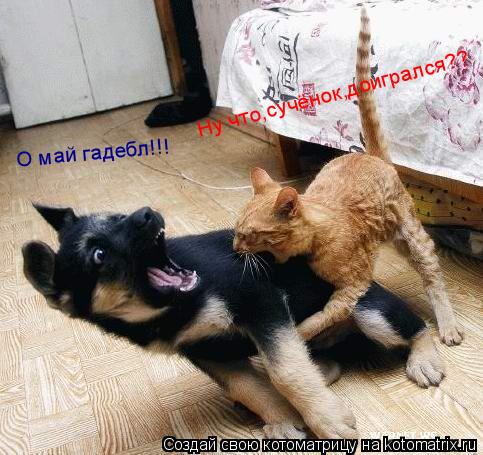 Ну что,сучёнок,доигрался?? О май гадебл!!!... Котоматрица: Ну что,сучёнок,доигрался?? О май гадебл!!!