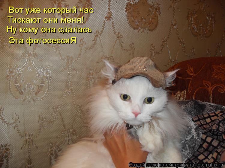 Вот уже который час Тискают они меня! Ну кому она сдалась Эта фотосессиЯ... Котоматрица: Вот уже который час Тискают они меня! Ну кому она сдалась Эта фотосессиЯ