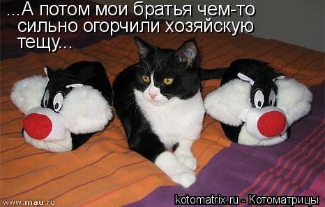 ...А потом мои братья чем-то сильно огорчили хозяйскую тещу...... Котоматрица: ...А потом мои братья чем-то сильно огорчили хозяйскую тещу...