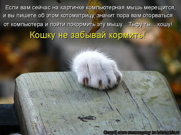 Если вам сейчас на картинке компьютерная мышь мерещится, и вы пишете об этом котоматрицу, значит пора... Котоматрица: Если вам сейчас на картинке компьютерная мышь мерещится, и вы пишете об этом котоматрицу, значит пора вам оторваться от компьютера и пойти