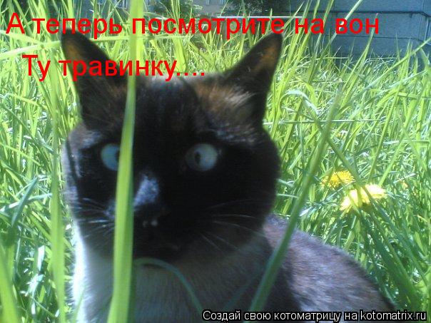 А теперь посмотрите на вон Ту травинку....... Котоматрица: А теперь посмотрите на вон Ту травинку....