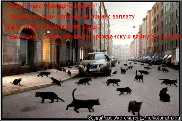 кошки стали переходить дорогу!!! за день не один человек не принёс заплату воры украли 1000000000 ве... Котоматрица: кошки стали переходить дорогу!!! за день не один человек не принёс заплату воры украли 1000000000 вещей еды мало люди объявили кражданскую вайну