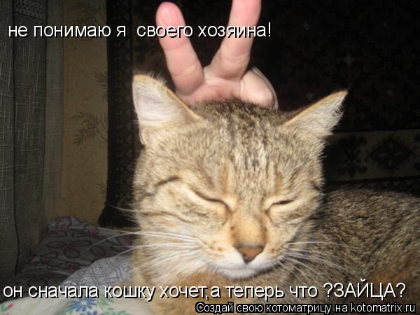 не понимаю я своего хозяина! он сначала кошку хочет,а теперь что ?ЗАЙЦА?... Котоматрица: не понимаю я своего хозяина! он сначала кошку хочет,а теперь что ?ЗАЙЦА?
