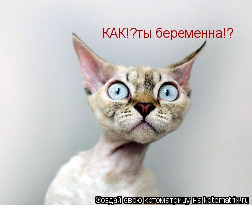КАК!?ты беременна!?... Котоматрица: КАК!?ты беременна!?