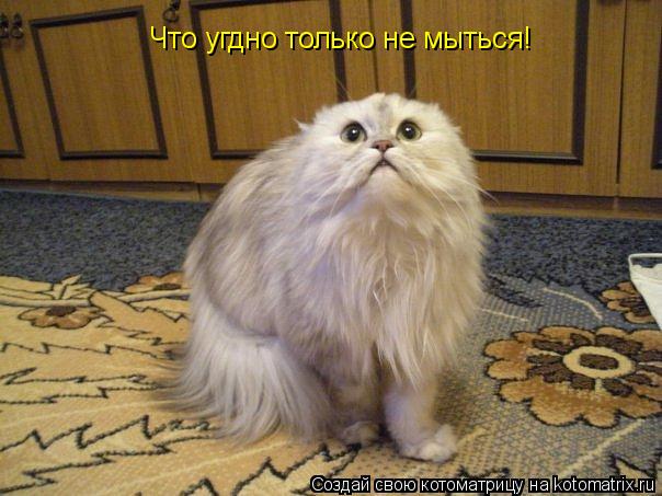 Что угдно только не мыться!... Котоматрица: Что угдно только не мыться!