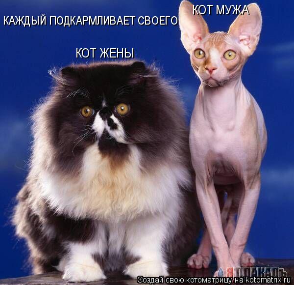 КОТ МУЖА КОТ ЖЕНЫ КАЖДЫЙ ПОДКАРМЛИВАЕТ СВОЕГО... Котоматрица: КОТ МУЖА КОТ ЖЕНЫ КАЖДЫЙ ПОДКАРМЛИВАЕТ СВОЕГО
