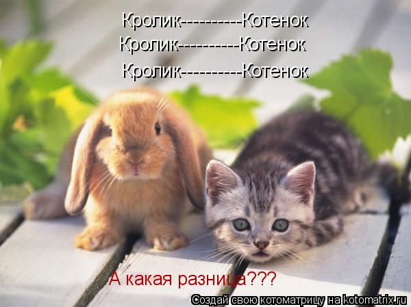 Кролик----------Котенок Кролик----------Котенок Кролик----------Котенок А какая разница???... Котоматрица: Кролик----------Котенок Кролик----------Котенок Кролик----------Котенок А какая разница???