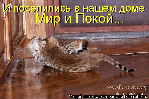 Мир и Покой... И поселились в нашем доме... Котоматрица: Мир и Покой... И поселились в нашем доме